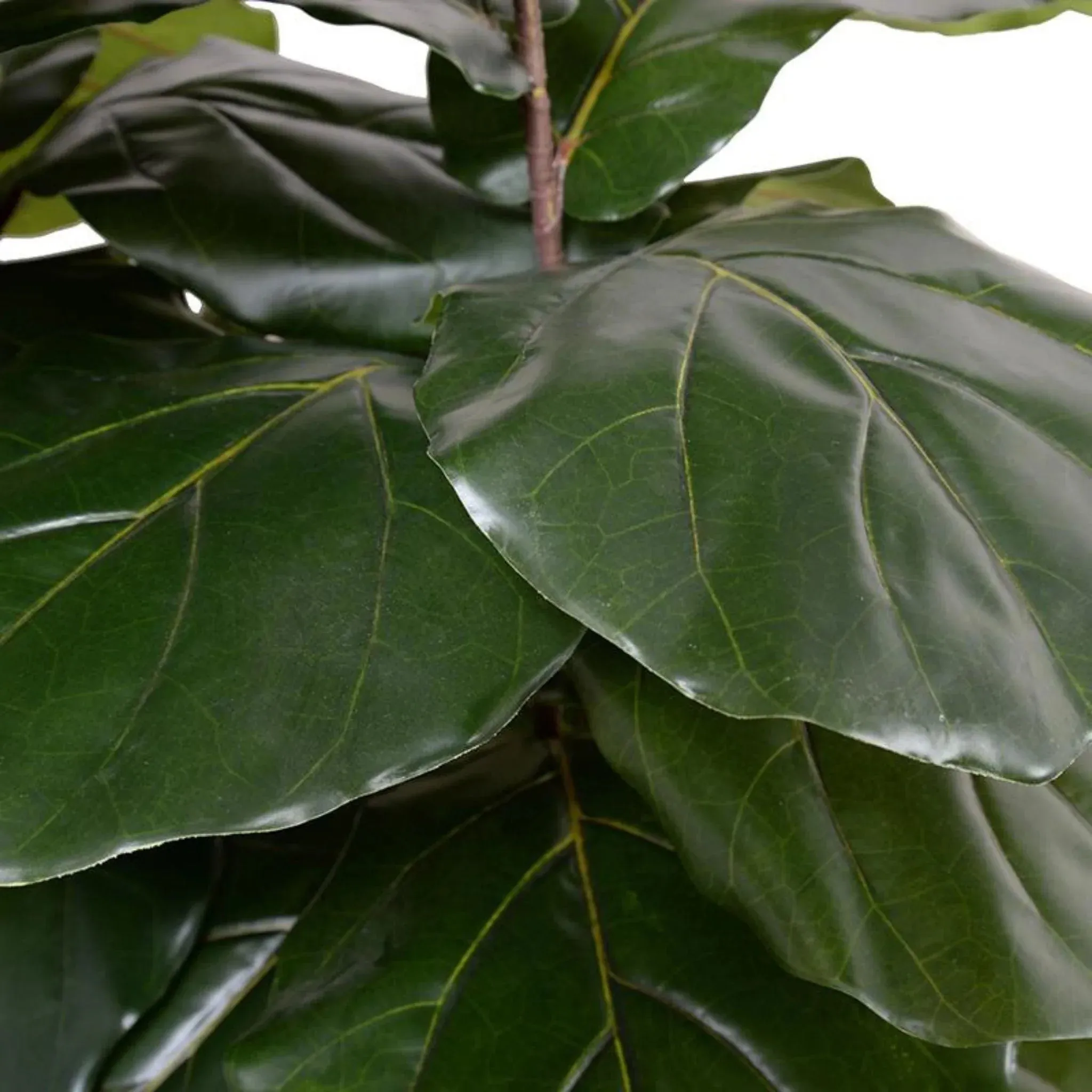 64" Faux Fiddle Leaf Fig Large-Leaf Tree