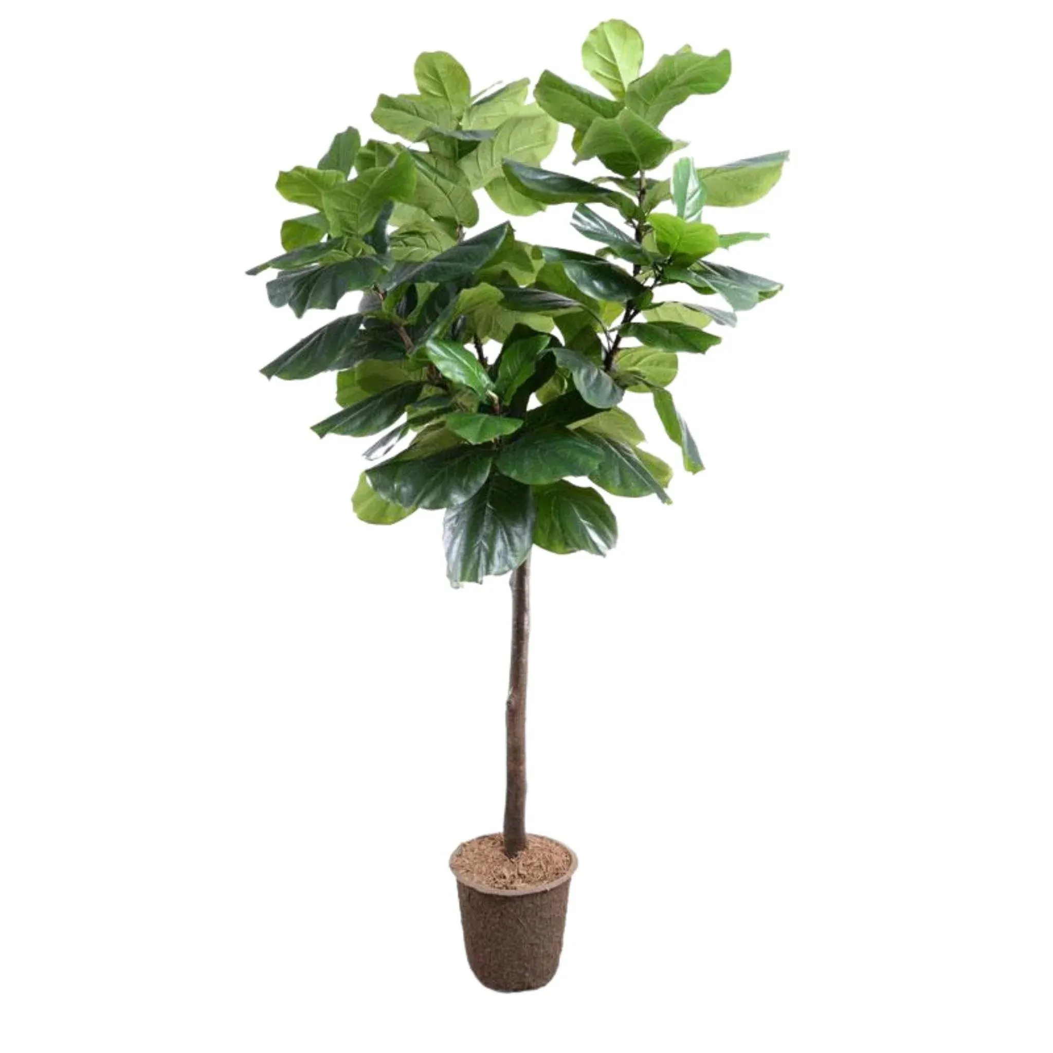 7.5' Faux Fiddle Leaf Fig Tree