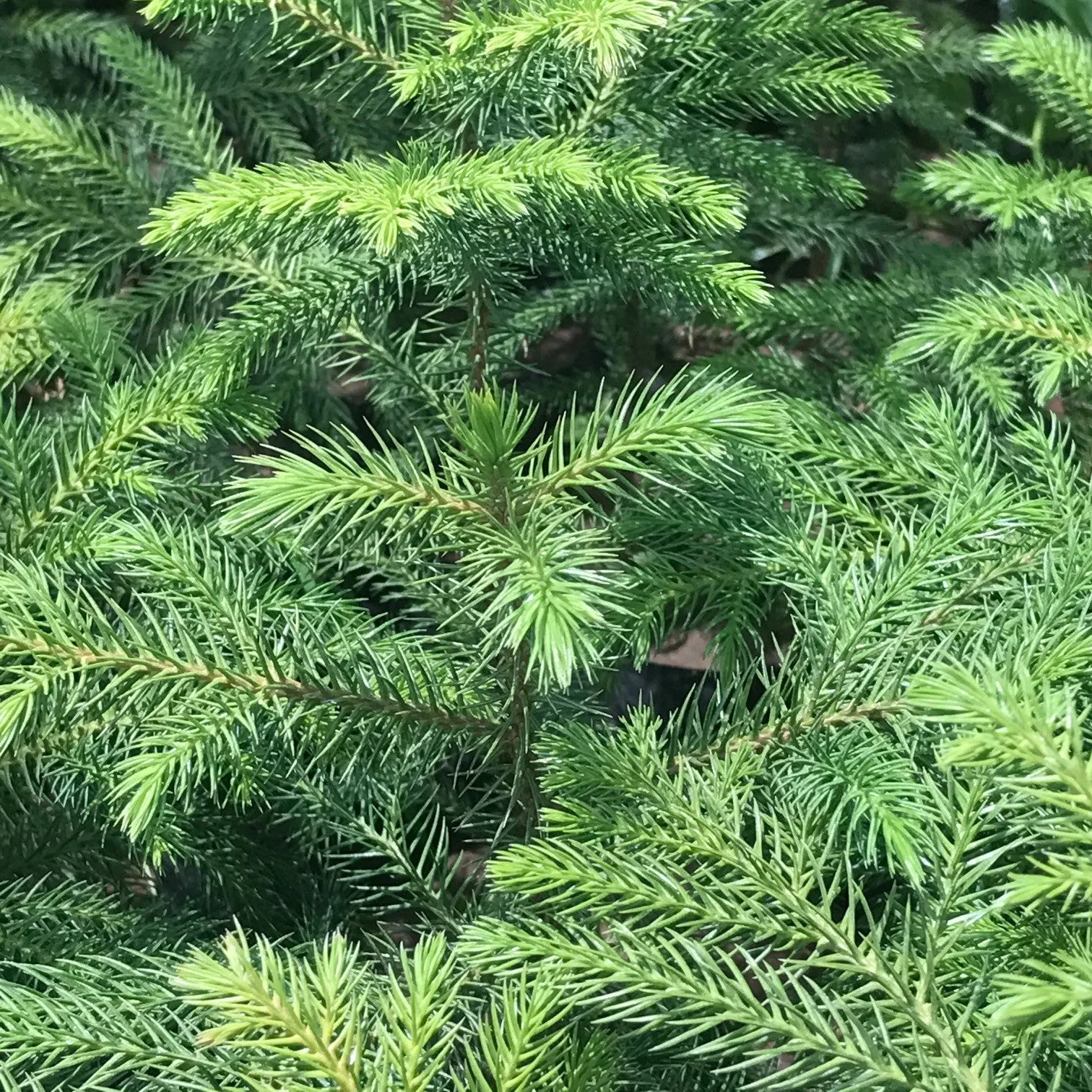 Christmas Tree Araucaria Heterophylla Plant